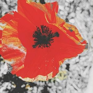 Meet your Posher, Roseuy